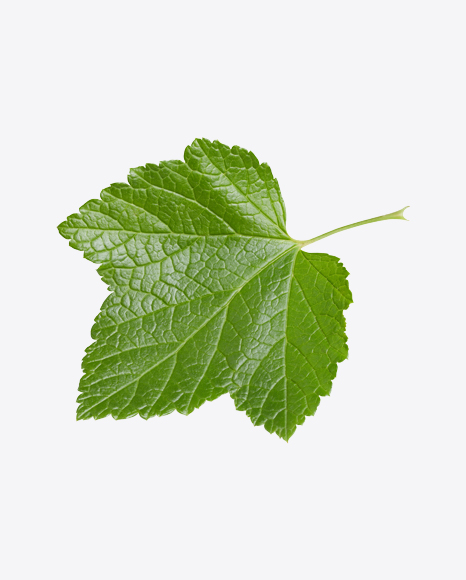 Currant Leaf