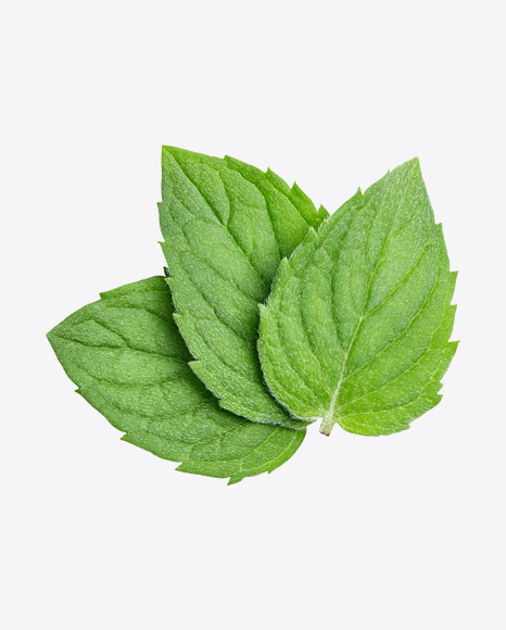 Mint Leaves PNG