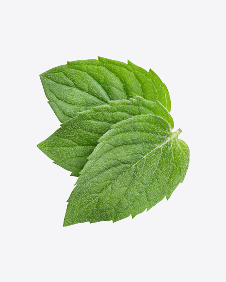 Mint Leaves PNG