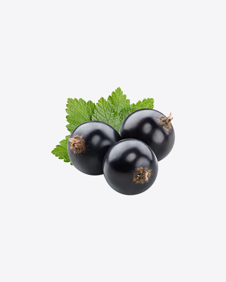 Black Currant Berries w/ Leaf PNG