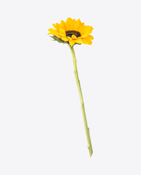 Sunflower PNG