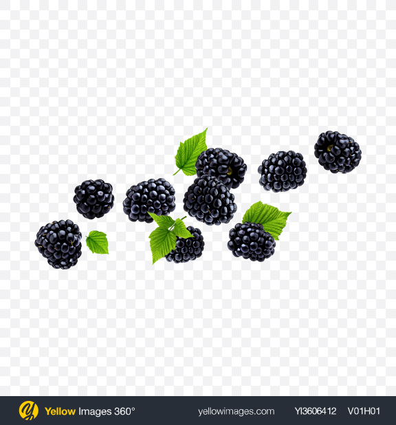 blackberries png