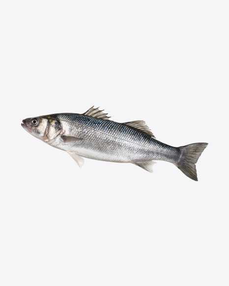 Herring Fish