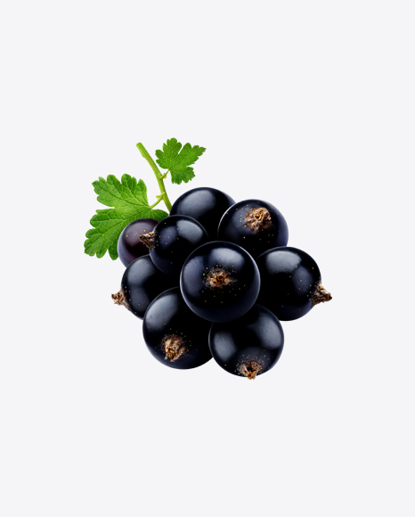 Black Currant Branch PNG