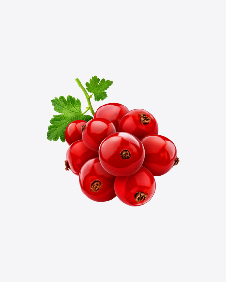 Red Currant Branch PNG