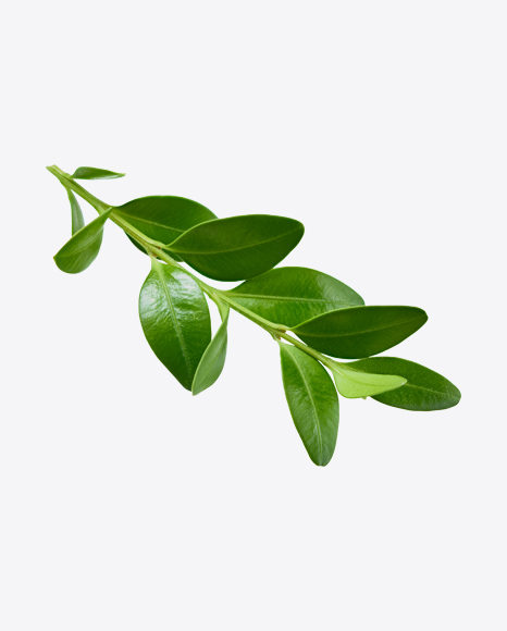 Blueberry Branch PNG