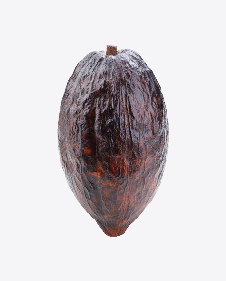 Cocoa Fruit PNG