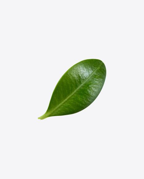 Blueberry Leaf PNG