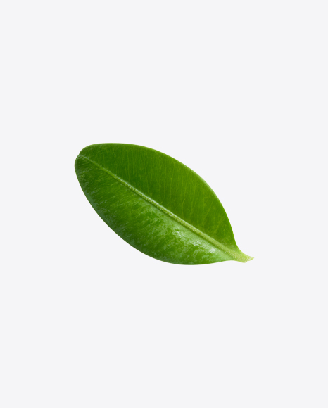 Blueberry Leaf PNG