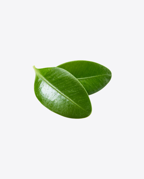 Blueberry Leaves PNG