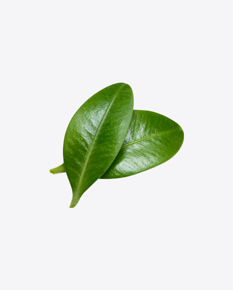 Blueberry Leaves PNG