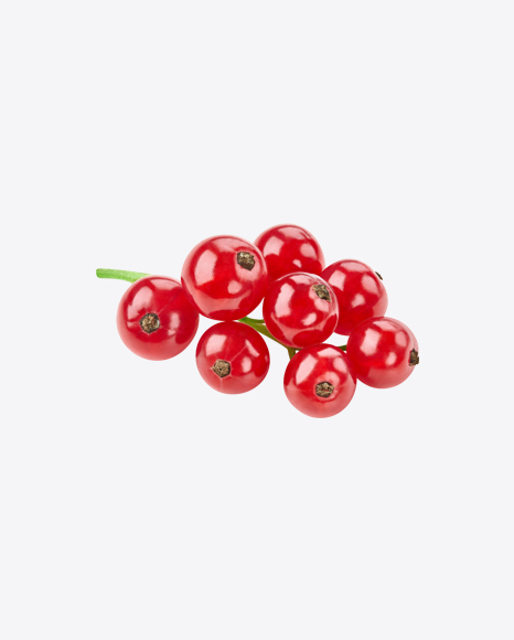 Red Currant Branch