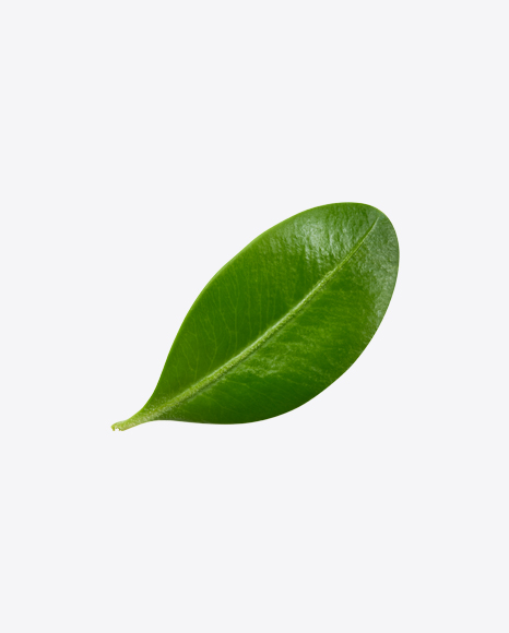 Blueberry Leaf