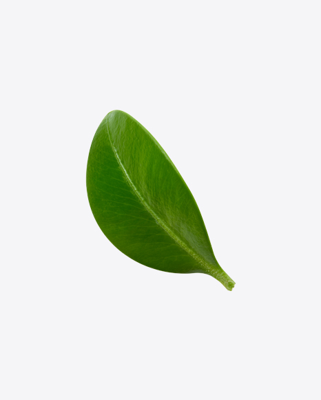Blueberry Leaf PNG