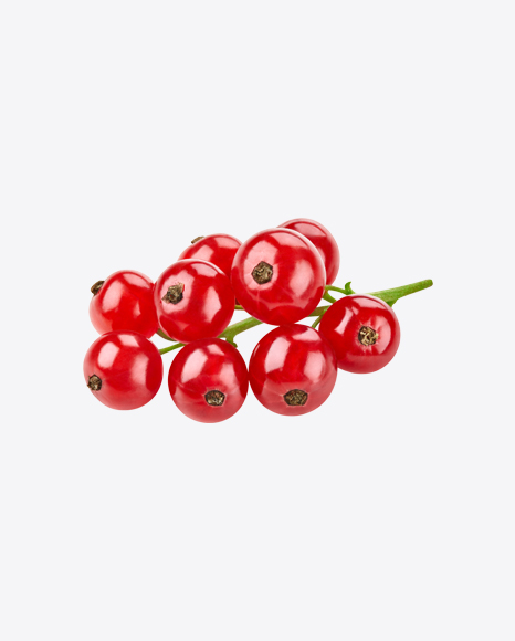 Red Currant Branch