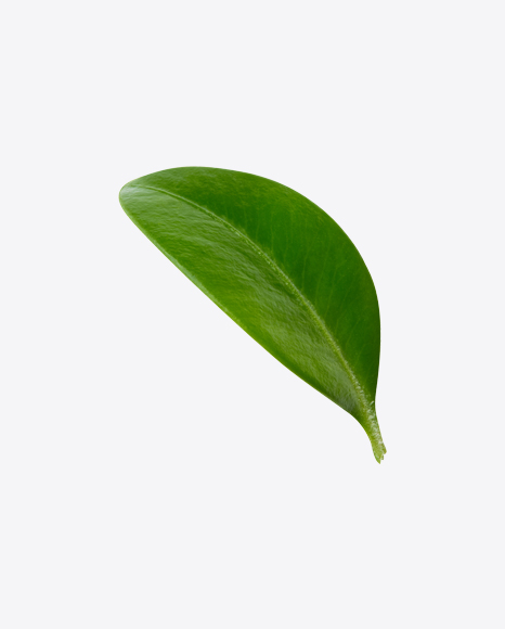 Blueberry Leaf