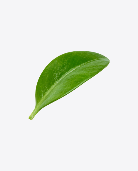 Blueberry Leaf