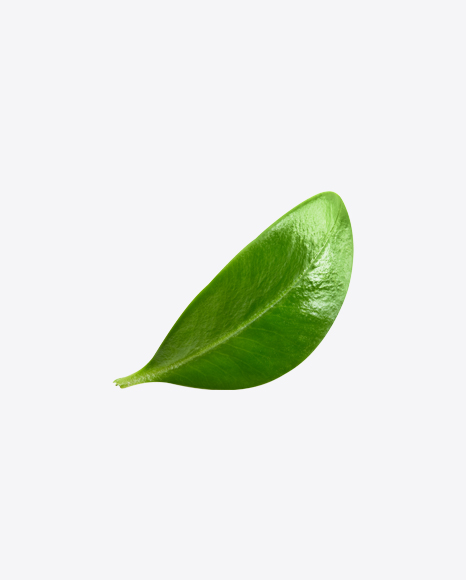 Blueberry Leaf PNG