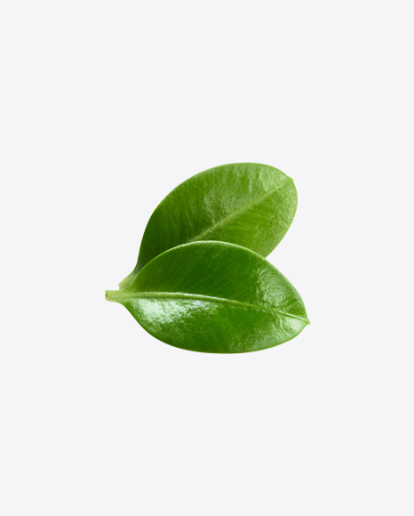 Blueberry Leaves PNG