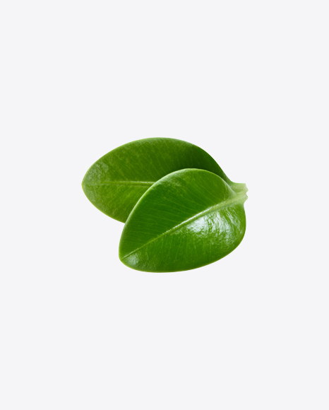 Blueberry Leaves PNG