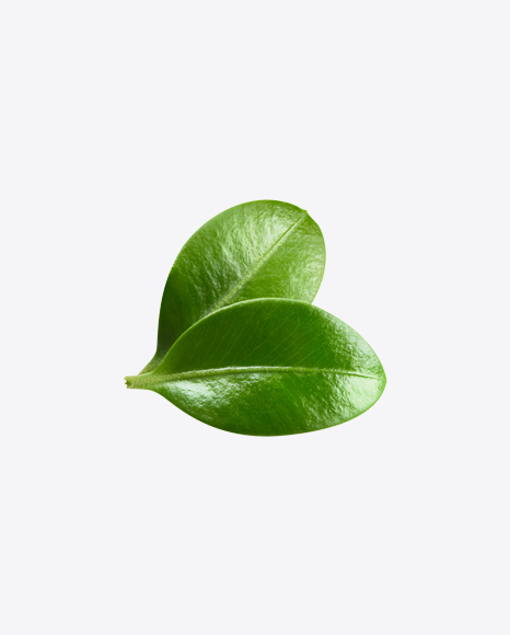 Blueberry Leaves PNG