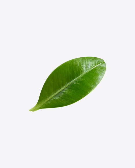 Blueberry Leaf PNG
