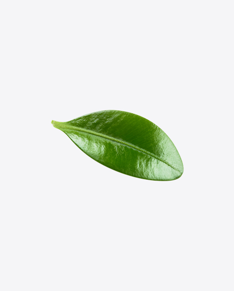 Blueberry Leaf PNG