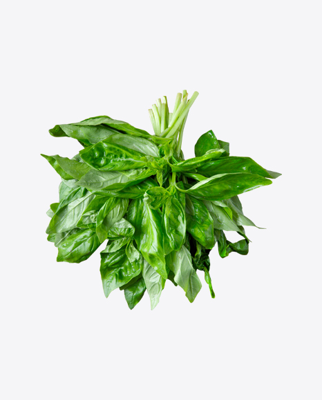 Basil Leaves PNG