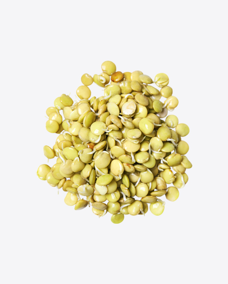 Pile of Lentil Sprouts