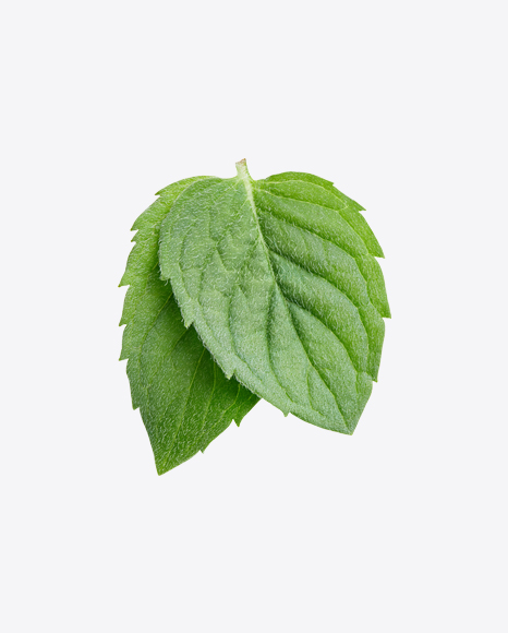 Mint Leaves PNG