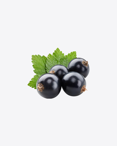 Black Currant Berries w/ Leaves