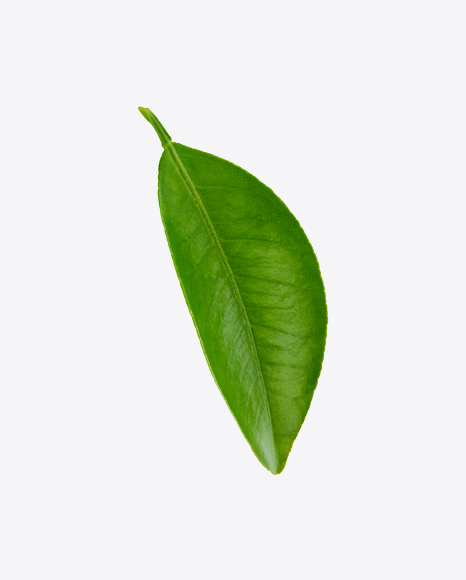 Mango Leaf PNG