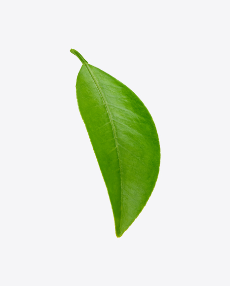 Mango Leaf PNG