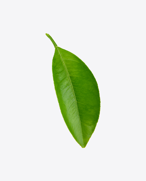 Mango Leaf PNG