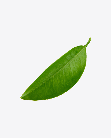 Mango Leaf PNG