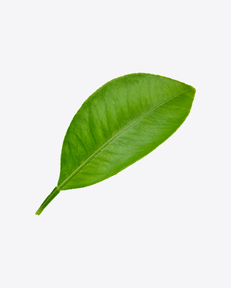 Mango Leaf PNG