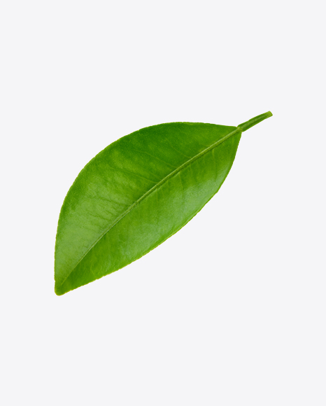 Mango Leaf PNG