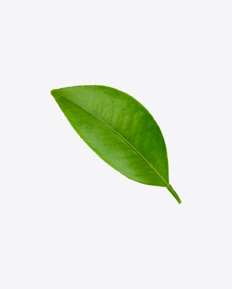 Mango Leaf PNG