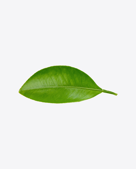 Mango Leaf PNG
