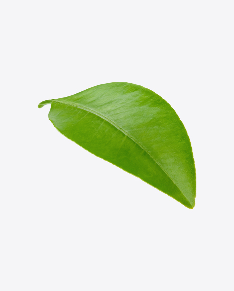 Mango Leaf PNG