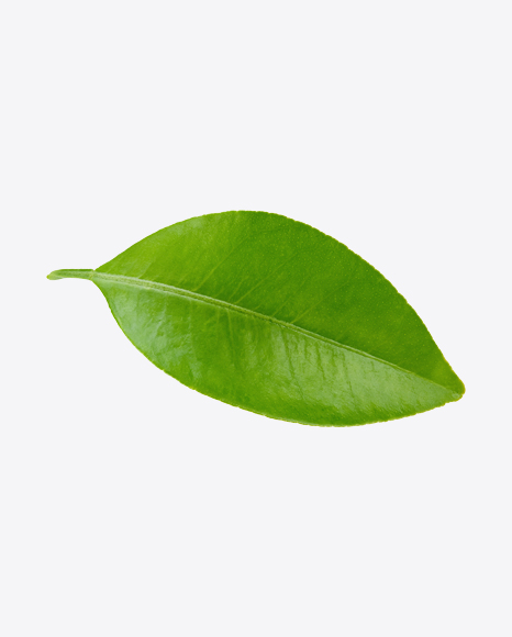 Mango Leaf PNG