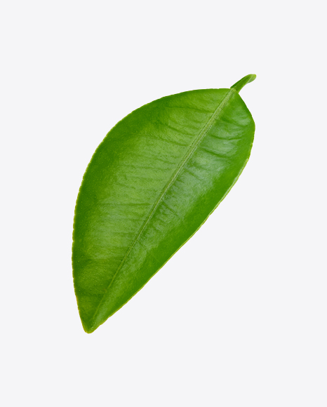 Mango Leaf PNG