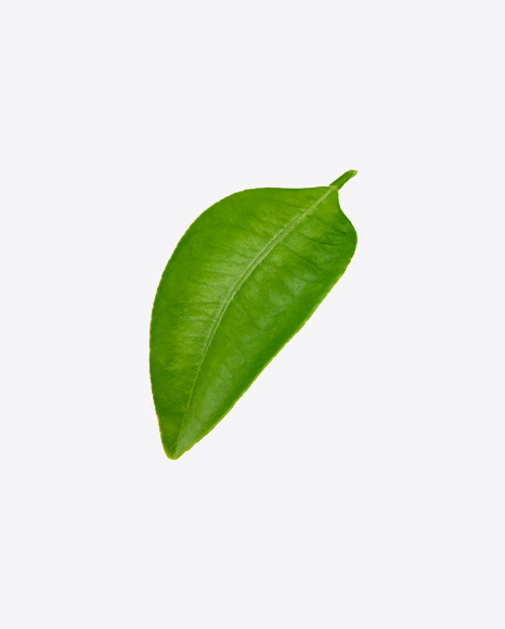 Mango Leaf PNG