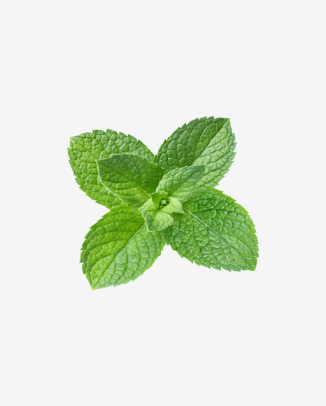 Mint Branch PNG