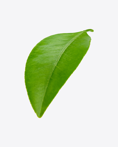 Mango Leaf PNG