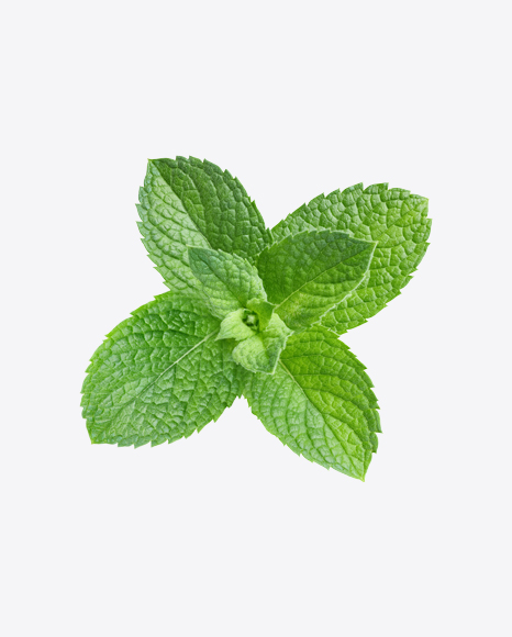 Mint Branch PNG