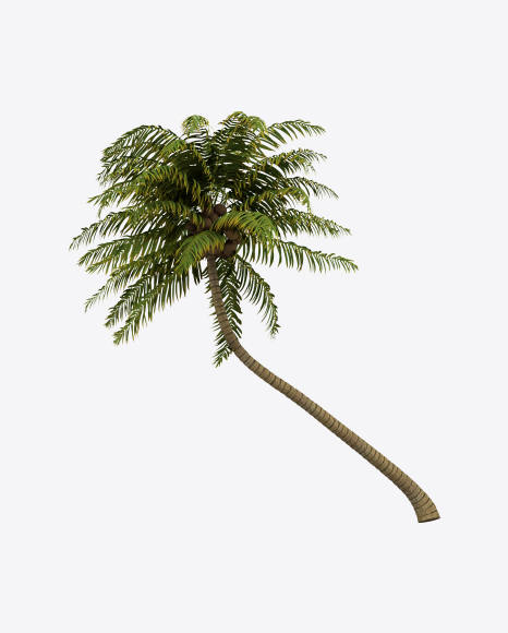 Palm Tree PNG