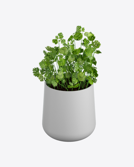 Parsley in Pot