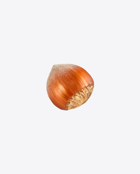 Hazelnut PNG