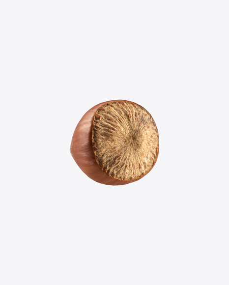 Hazelnut PNG